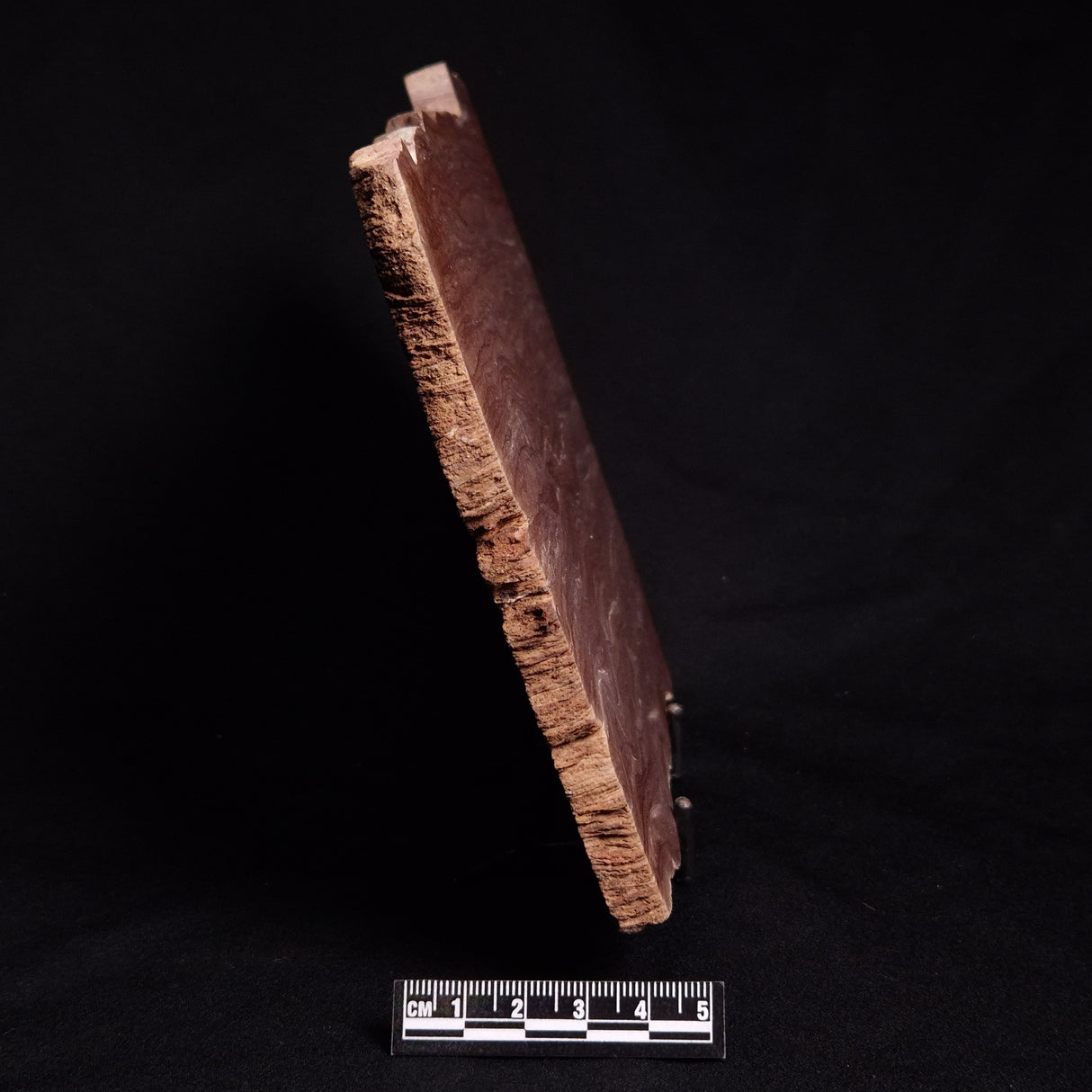 ACACIELLA AUSTRALICA STROMATOLITE, Proterozoic, Australia ZAA001