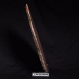 ACACIELLA AUSTRALICA STROMATOLITE, Proterozoic, Australia ZAA002