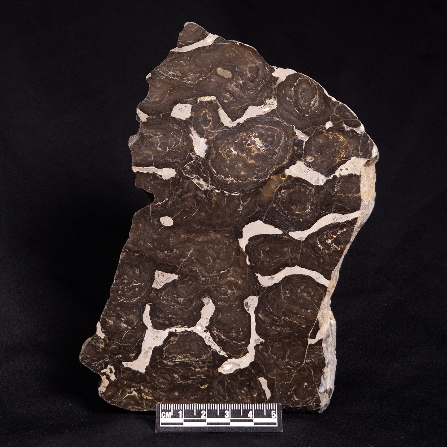 ACACIELLA AUSTRALICA STROMATOLITE, Proterozoic, Australia ZAA003