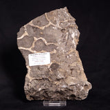 ACACIELLA AUSTRALICA STROMATOLITE, Proterozoic, Australia ZAA003