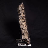 ACACIELLA AUSTRALICA STROMATOLITE, Proterozoic, Australia ZAA003