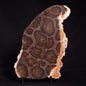 ACACIELLA AUSTRALICA STROMATOLITE, Proterozoic, Australia ZAA004
