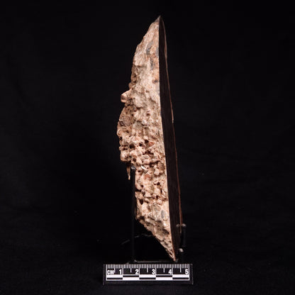 ACACIELLA AUSTRALICA STROMATOLITE, Proterozoic, Australia ZAA004