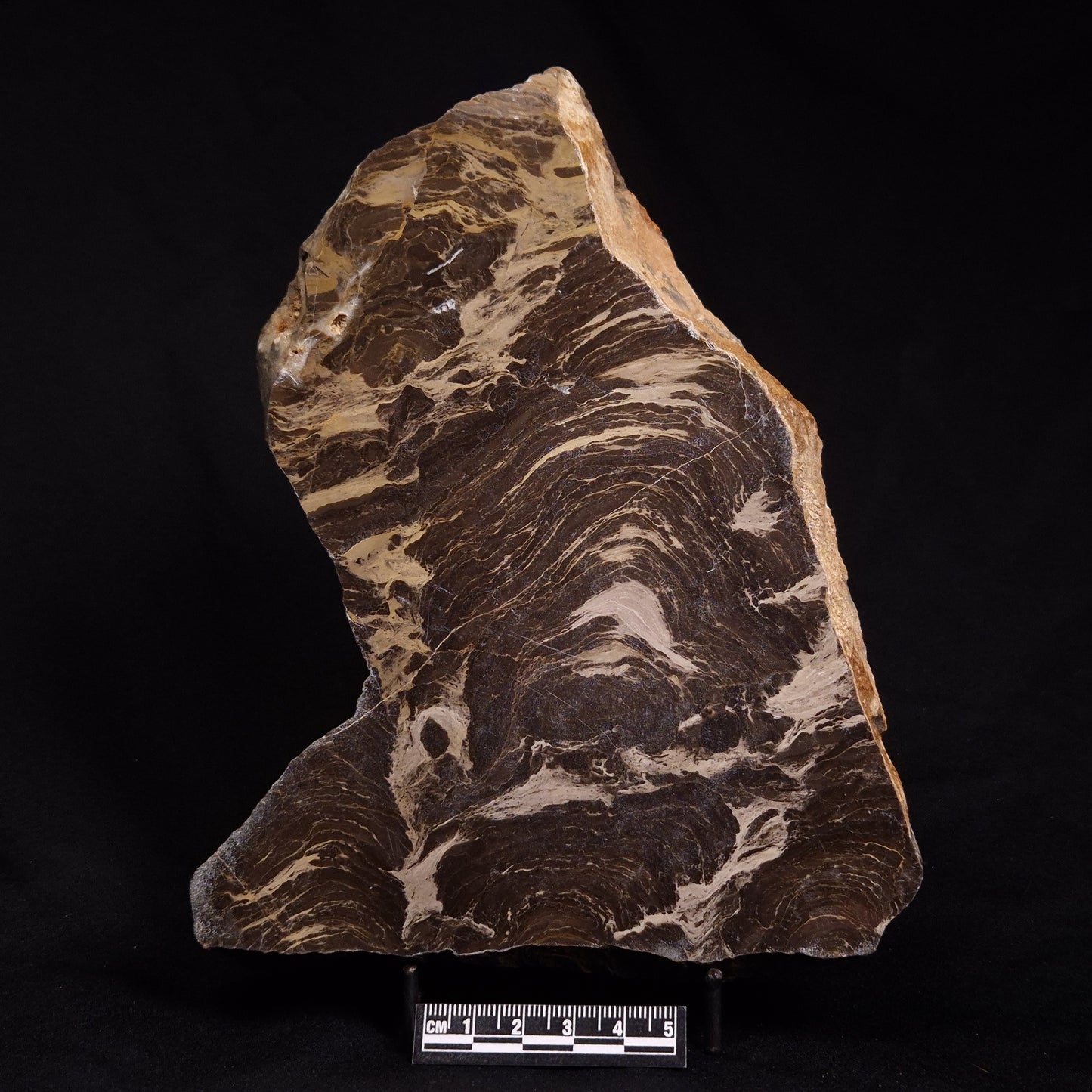 ACACIELLA AUSTRALICA STROMATOLITE, Proterozoic, Australia ZAA005