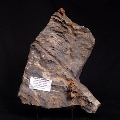 ACACIELLA AUSTRALICA STROMATOLITE, Proterozoic, Australia ZAA005