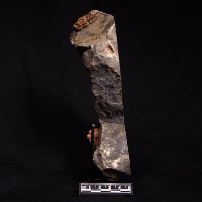 ACACIELLA AUSTRALICA STROMATOLITE, Proterozoic, Australia ZAA005