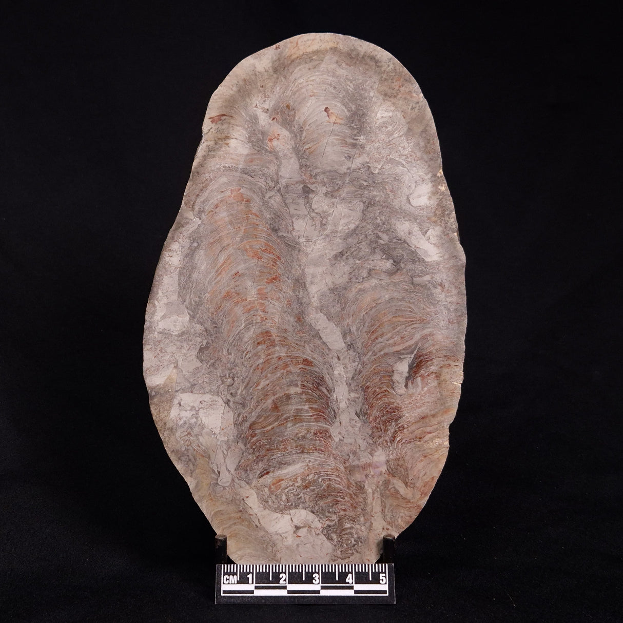 ACACIELLA AUSTRALICA STROMATOLITE, Proterozoic, Australia ZAA007