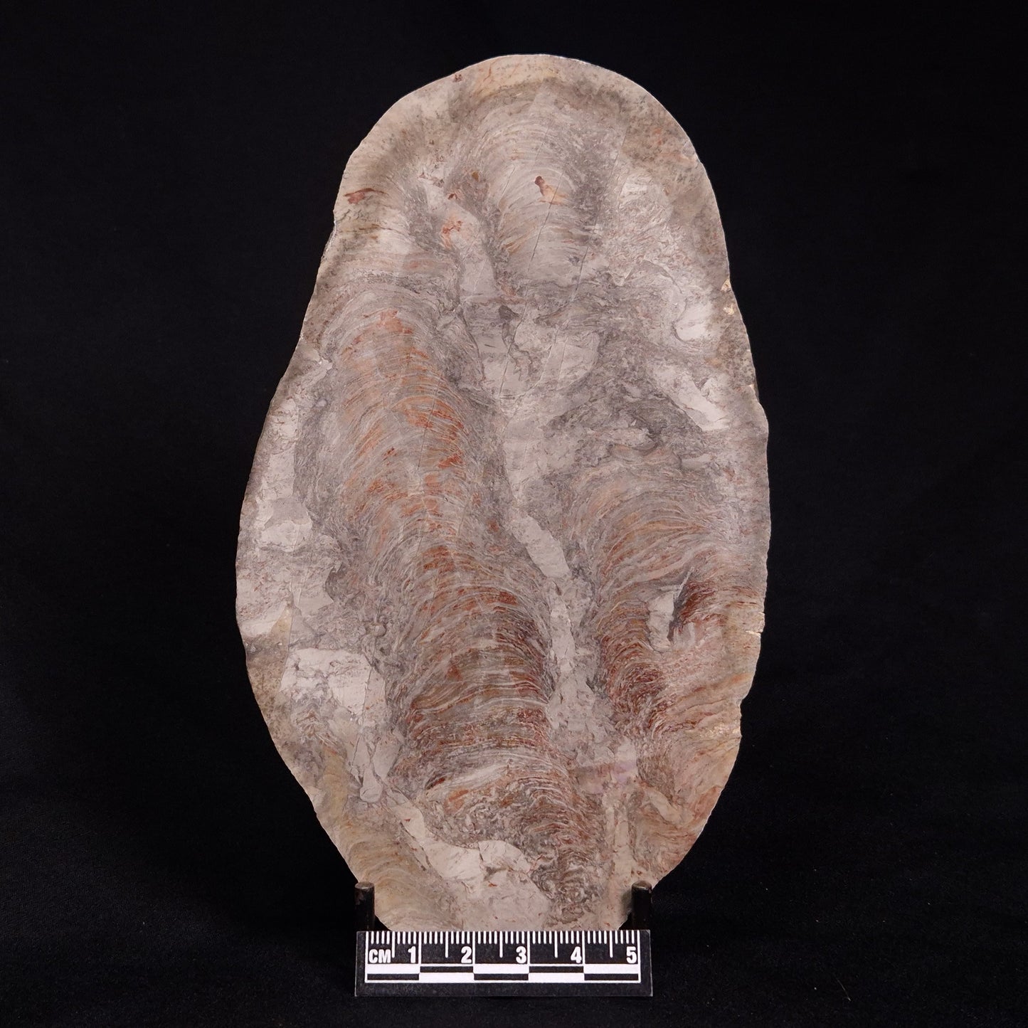 ACACIELLA AUSTRALICA STROMATOLITE, Proterozoic, Australia ZAA007