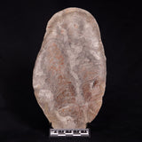 ACACIELLA AUSTRALICA STROMATOLITE, Proterozoic, Australia ZAA007