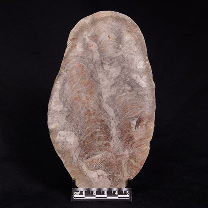 ACACIELLA AUSTRALICA STROMATOLITE, Proterozoic, Australia ZAA007