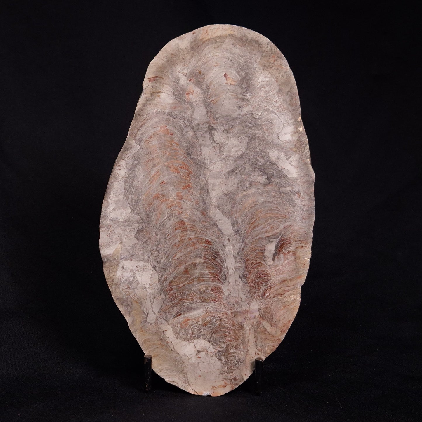 ACACIELLA AUSTRALICA STROMATOLITE, Proterozoic, Australia ZAA007