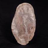 ACACIELLA AUSTRALICA STROMATOLITE, Proterozoic, Australia ZAA007