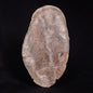 ACACIELLA AUSTRALICA STROMATOLITE, Proterozoic, Australia ZAA007