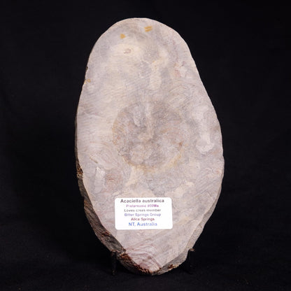 ACACIELLA AUSTRALICA STROMATOLITE, Proterozoic, Australia ZAA007
