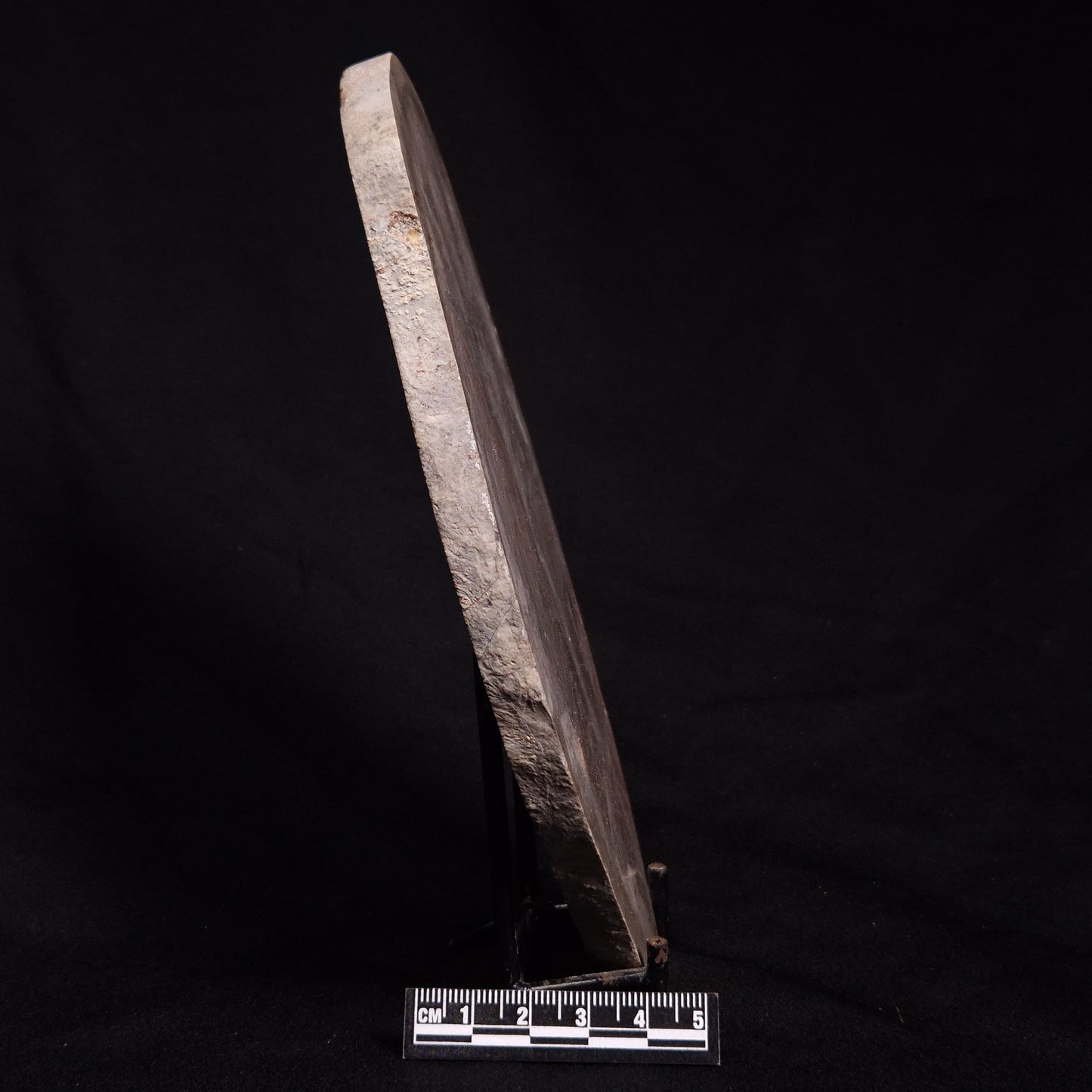 ACACIELLA AUSTRALICA STROMATOLITE, Proterozoic, Australia ZAA007