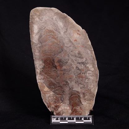 ACACIELLA AUSTRALICA STROMATOLITE, Proterozoic, Australia ZAA008