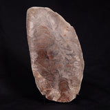 ACACIELLA AUSTRALICA STROMATOLITE, Proterozoic, Australia ZAA008