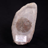 ACACIELLA AUSTRALICA STROMATOLITE, Proterozoic, Australia ZAA008