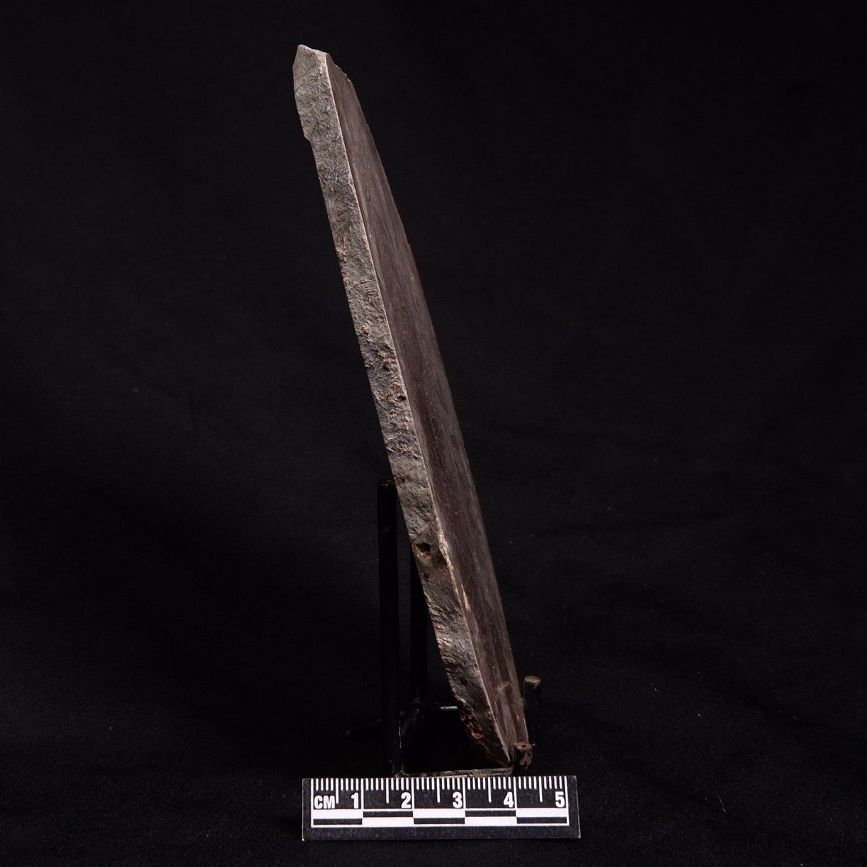 ACACIELLA AUSTRALICA STROMATOLITE, Proterozoic, Australia ZAA008