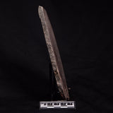 ACACIELLA AUSTRALICA STROMATOLITE, Proterozoic, Australia ZAA008