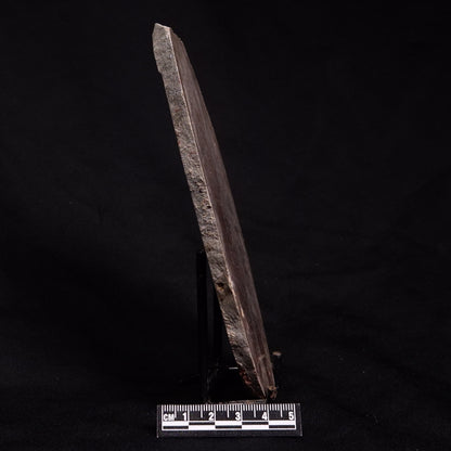 ACACIELLA AUSTRALICA STROMATOLITE, Proterozoic, Australia ZAA008