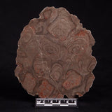 ACACIELLA AUSTRALICA STROMATOLITE, Proterozoic, Australia ZAA009