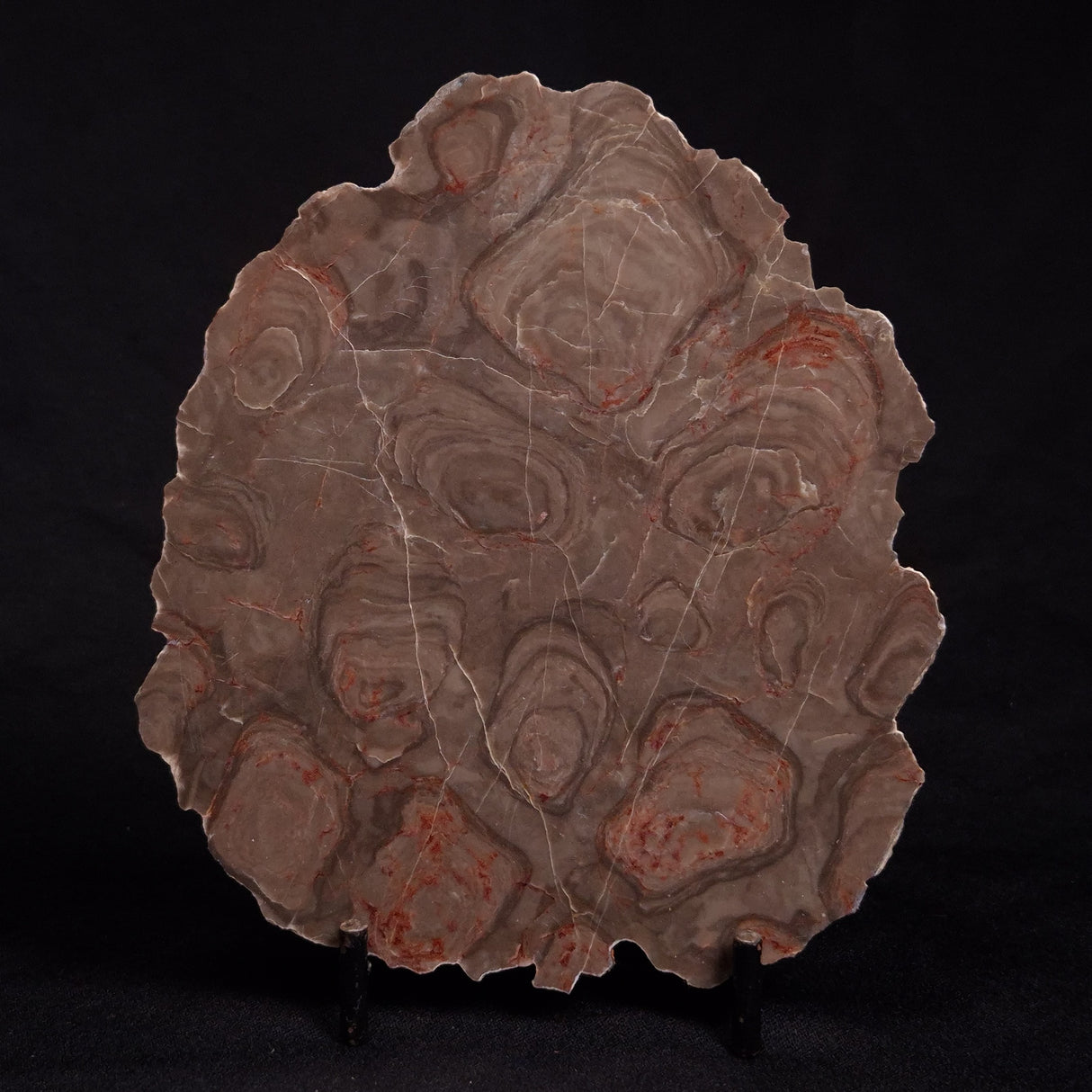 ACACIELLA AUSTRALICA STROMATOLITE, Proterozoic, Australia ZAA009