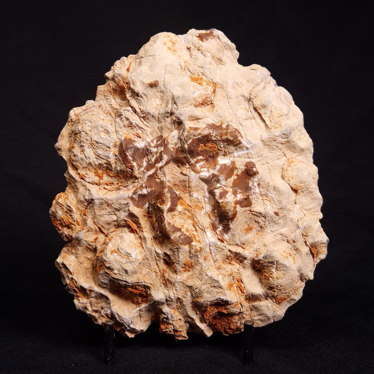 ACACIELLA AUSTRALICA STROMATOLITE, Proterozoic, Australia ZAA009