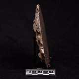 ACACIELLA AUSTRALICA STROMATOLITE, Proterozoic, Australia ZAA009