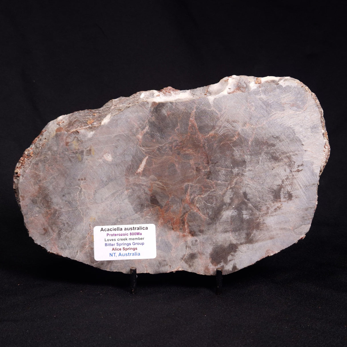 ACACIELLA AUSTRALICA STROMATOLITE, Proterozoic, Australia ZAA010