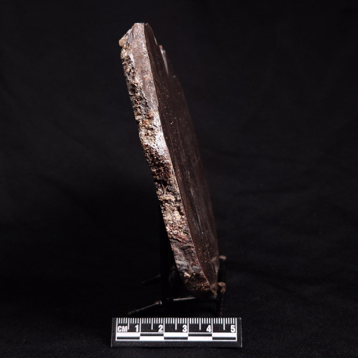 ACACIELLA AUSTRALICA STROMATOLITE, Proterozoic, Australia ZAA010