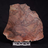 ACACIELLA AUSTRALICA STROMATOLITE, Proterozoic, Australia ZAA011