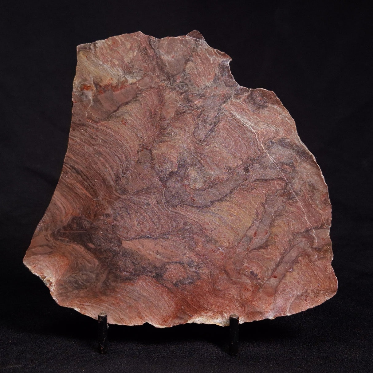 ACACIELLA AUSTRALICA STROMATOLITE, Proterozoic, Australia ZAA011