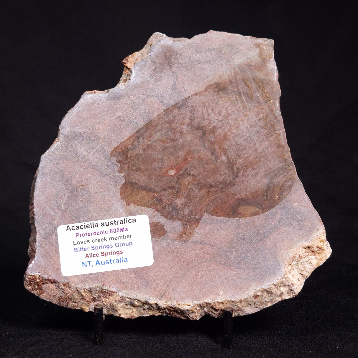 ACACIELLA AUSTRALICA STROMATOLITE, Proterozoic, Australia ZAA011