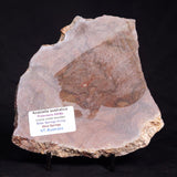 ACACIELLA AUSTRALICA STROMATOLITE, Proterozoic, Australia ZAA011