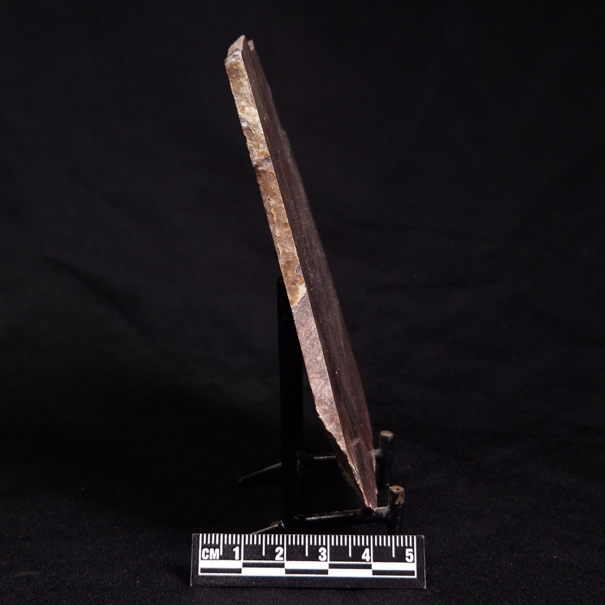 ACACIELLA AUSTRALICA STROMATOLITE, Proterozoic, Australia ZAA011