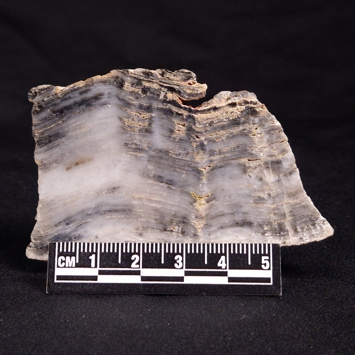 MOUNT MCGRATH STROMATOLITE, Lower Proterozoic, Australia ZMG018