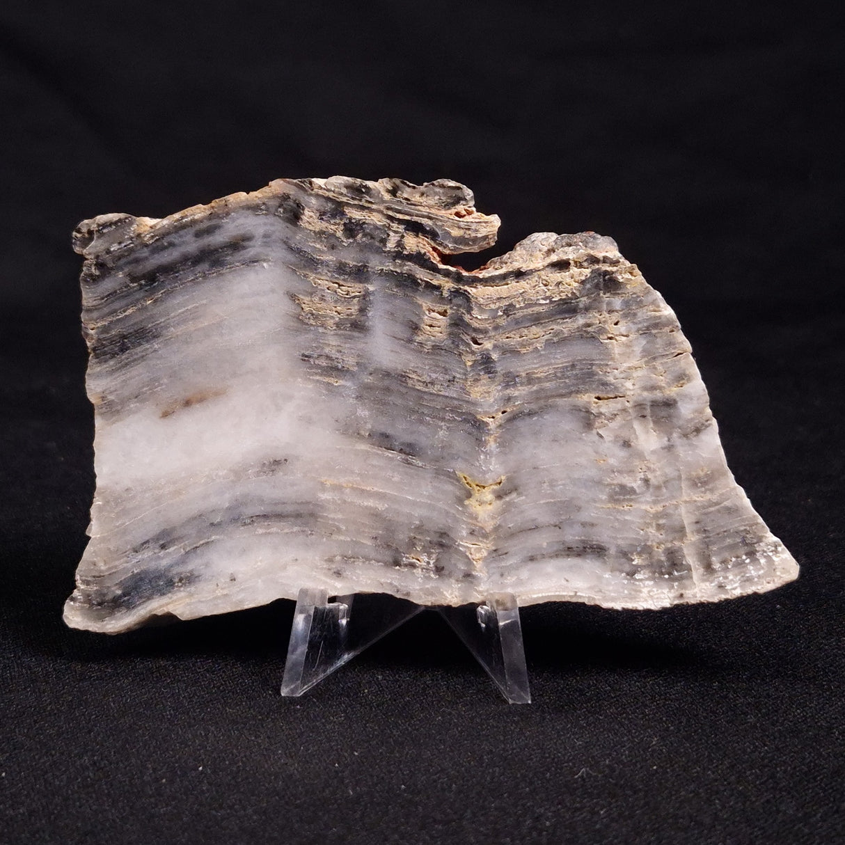 MOUNT MCGRATH STROMATOLITE, Lower Proterozoic, Australia ZMG018