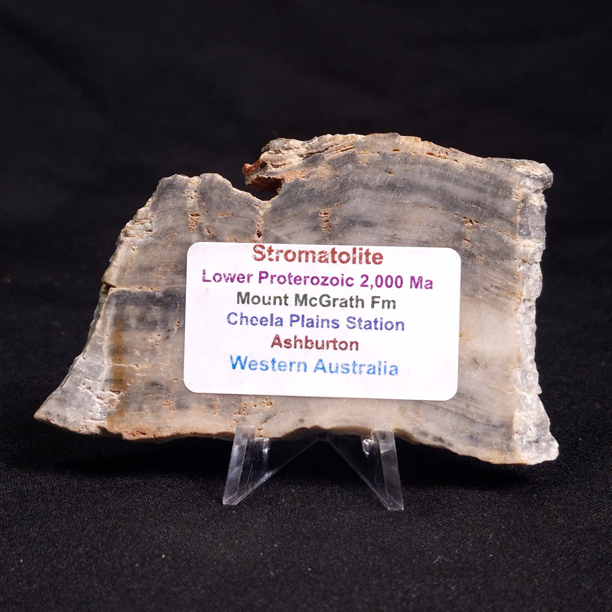 MOUNT MCGRATH STROMATOLITE, Lower Proterozoic, Australia ZMG018