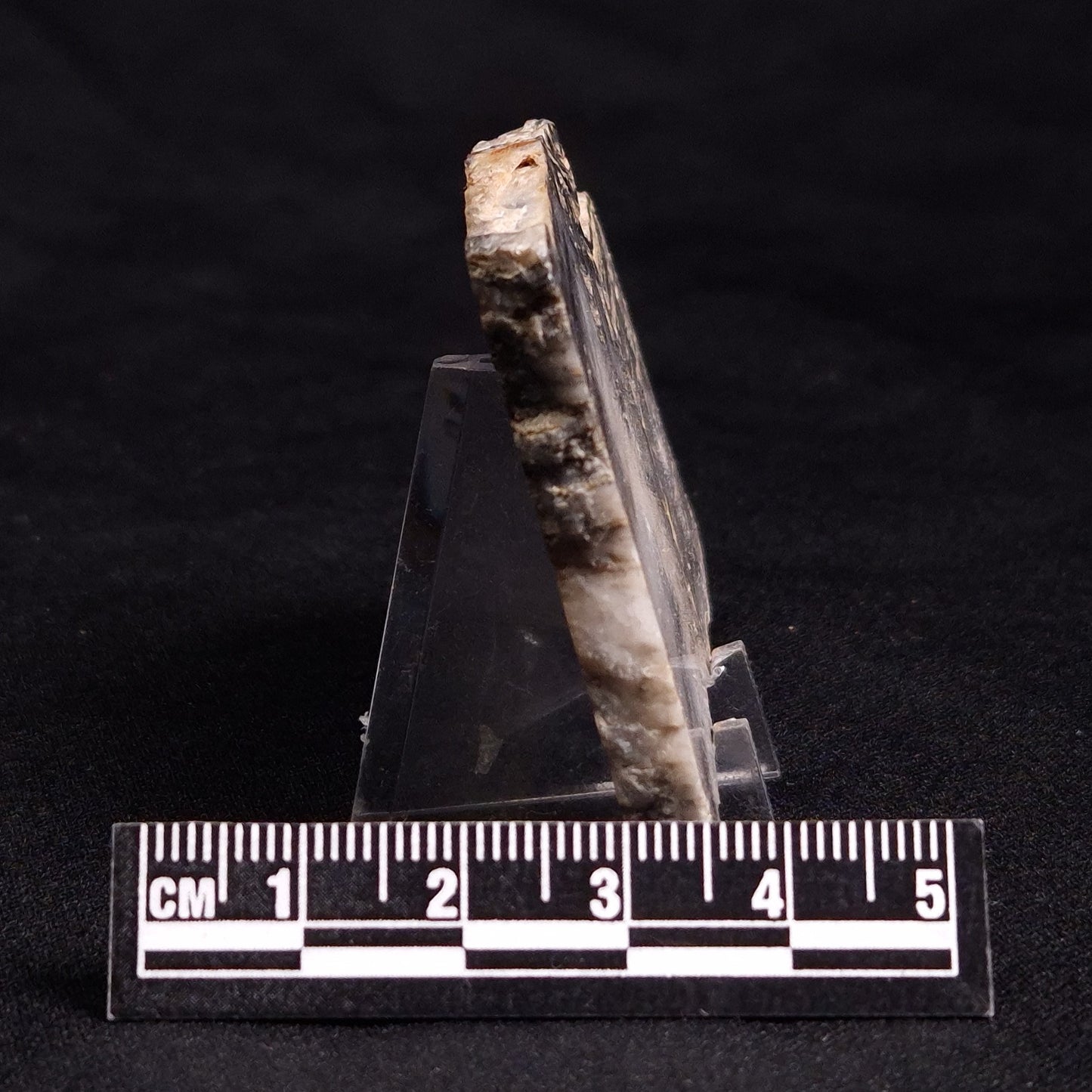MOUNT MCGRATH STROMATOLITE, Lower Proterozoic, Australia ZMG018