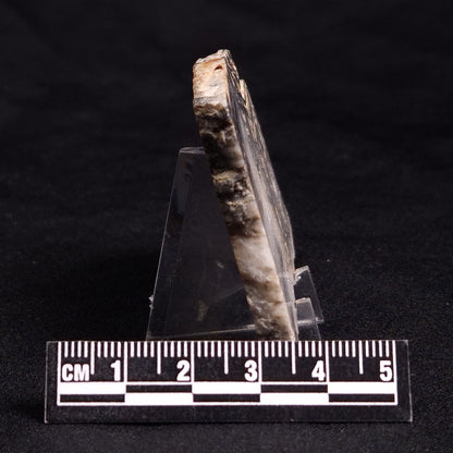 MOUNT MCGRATH STROMATOLITE, Lower Proterozoic, Australia ZMG018