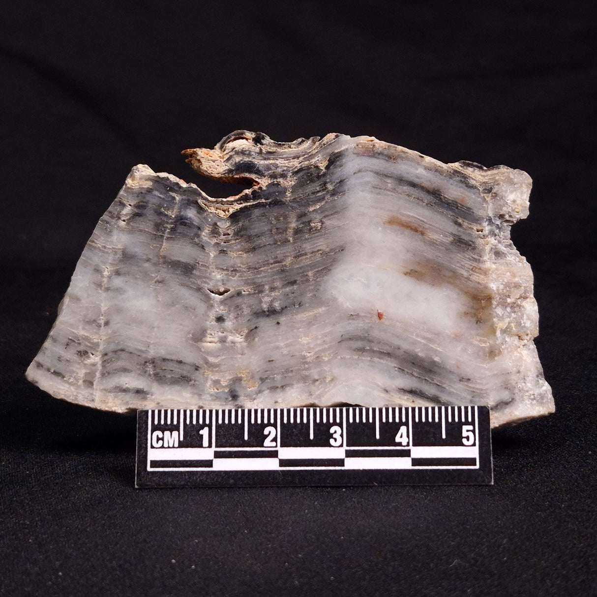 MOUNT MCGRATH STROMATOLITE, Lower Proterozoic, Australia ZMG019