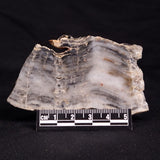 MOUNT MCGRATH STROMATOLITE, Lower Proterozoic, Australia ZMG019