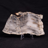 MOUNT MCGRATH STROMATOLITE, Lower Proterozoic, Australia ZMG019