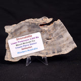 MOUNT MCGRATH STROMATOLITE, Lower Proterozoic, Australia ZMG019