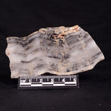 MOUNT MCGRATH STROMATOLITE, Lower Proterozoic, Australia ZMG020