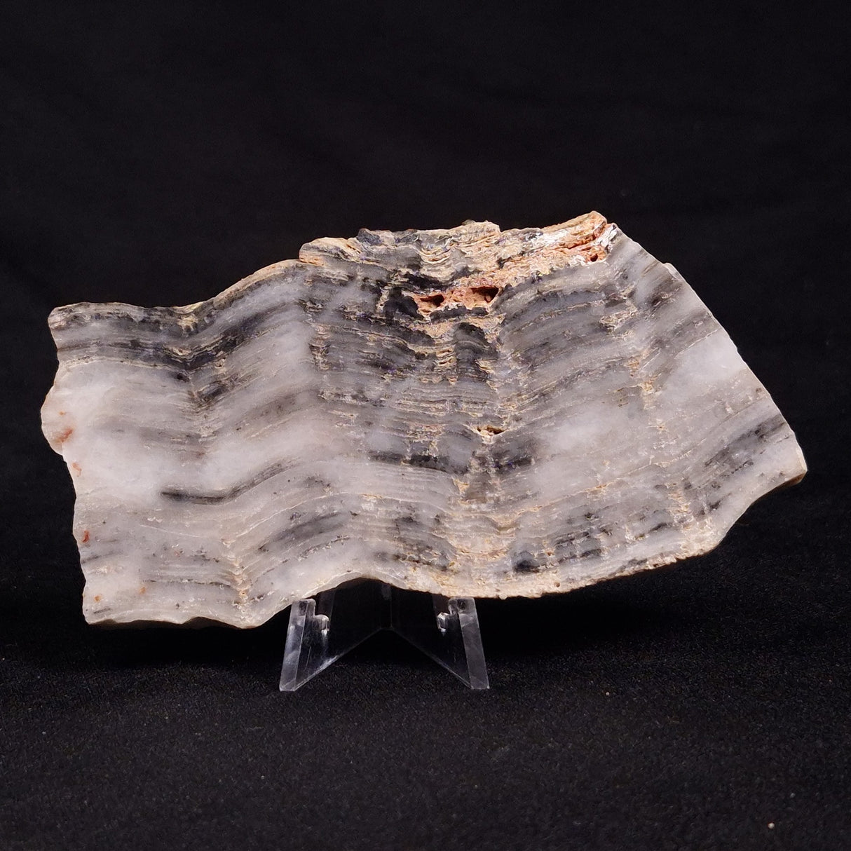 MOUNT MCGRATH STROMATOLITE, Lower Proterozoic, Australia ZMG020