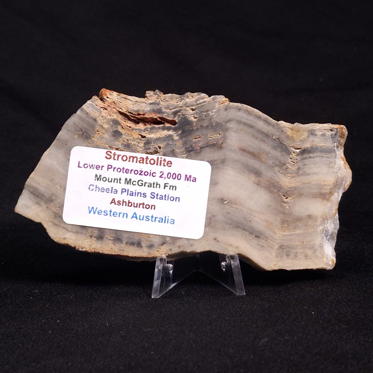 MOUNT MCGRATH STROMATOLITE, Lower Proterozoic, Australia ZMG020