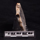 MOUNT MCGRATH STROMATOLITE, Lower Proterozoic, Australia ZMG020