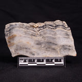 MOUNT MCGRATH STROMATOLITE, Lower Proterozoic, Australia ZMG021